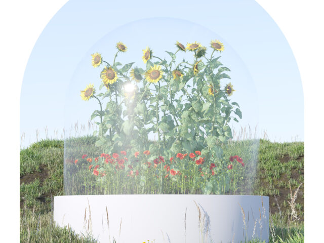 Maki oraz słoneczniki pod szklaną kopułą na betonowym podeście ustawioną na łące