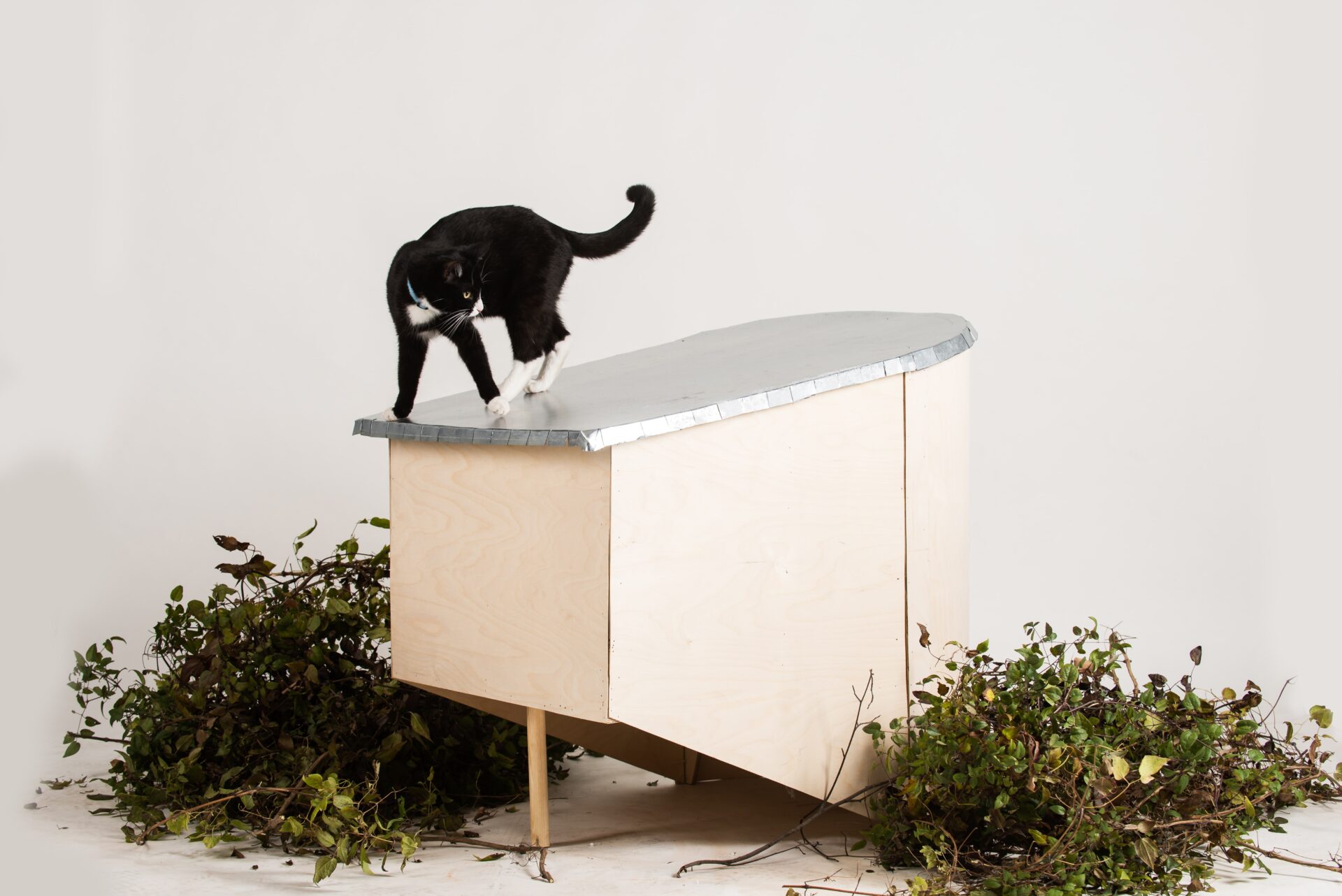 Sesja zdjęciowa ilustruje efekt warsztatów: kotek obserwuje otoczenie z poziomu dachu drewnianego domku