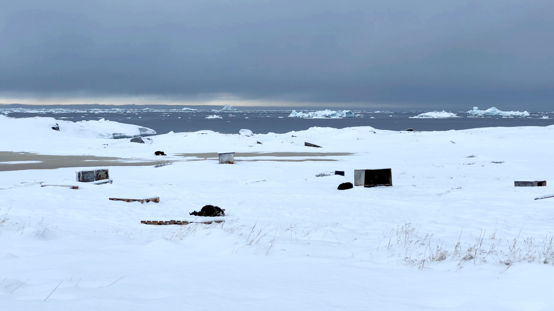 Widok na ośnieżony brzeg na Grenlandii; w wodzie dryfują lodowe skały, niebo jest zachmurzone, pośród drewnianych palet i skrzyń oraz przebijającej się miejscami trawy śpi pies.
