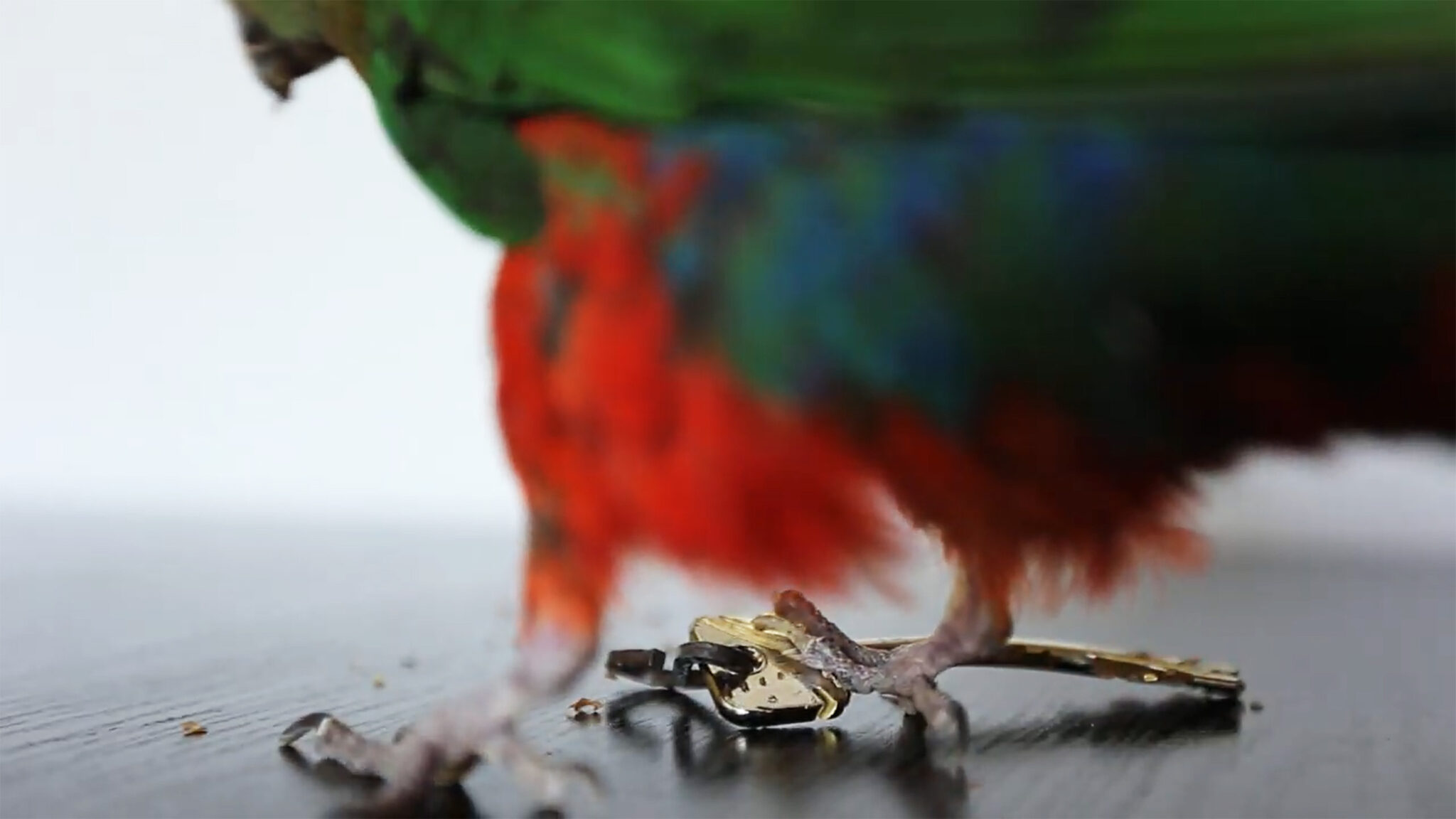 Klucz Ptakόw – The Birds’ Key | Karolina Kubik and Alexis Kandra — UAP ...