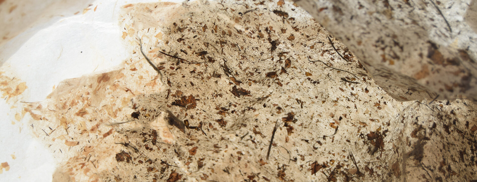 Korzenie powietrzne | Dominika Sulírová